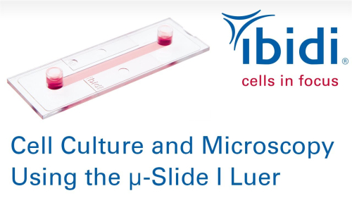 μ-Slide I Luerを使用した細胞培養と顕微鏡観察